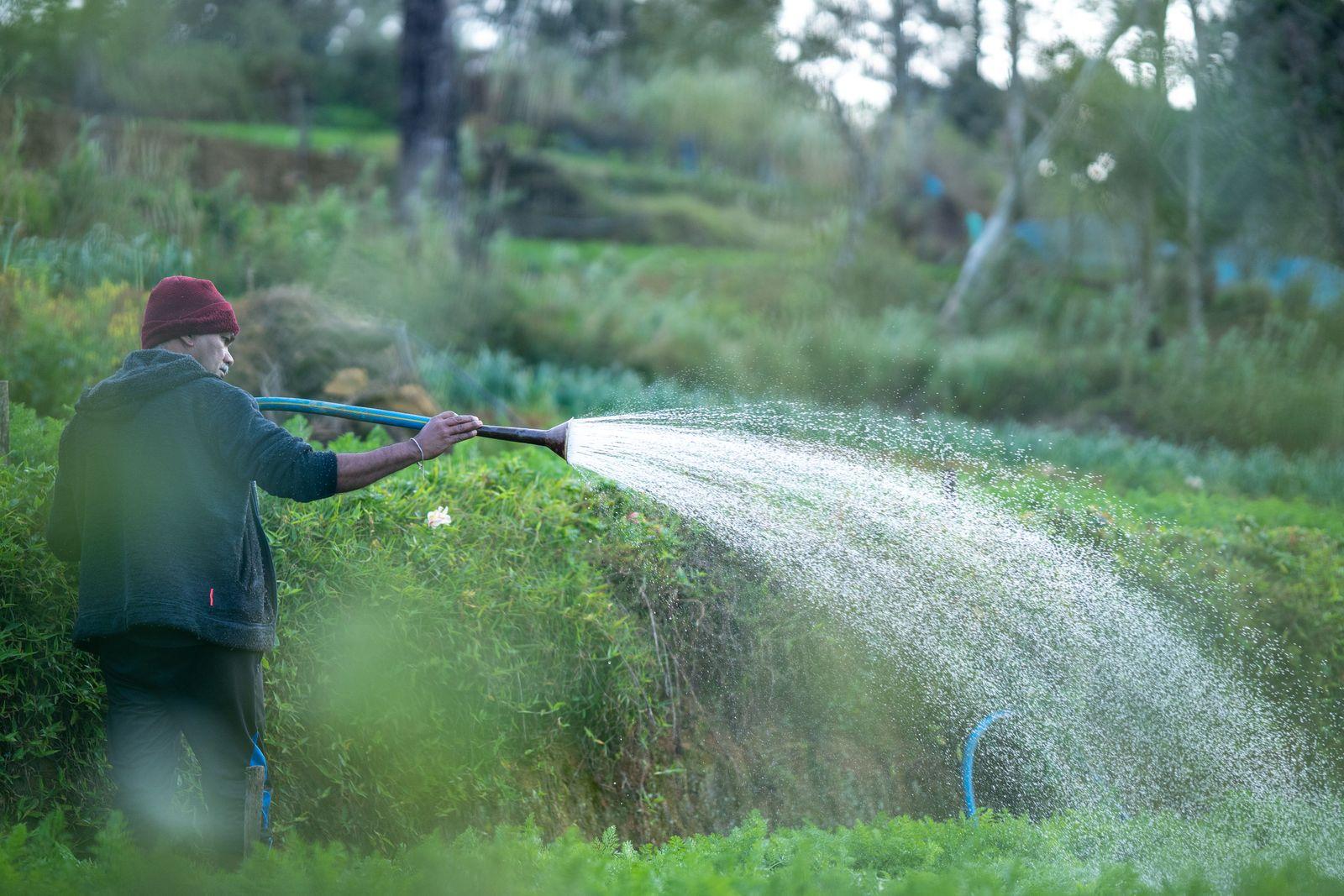 Grower watering a hillside vegetable garden with a hose