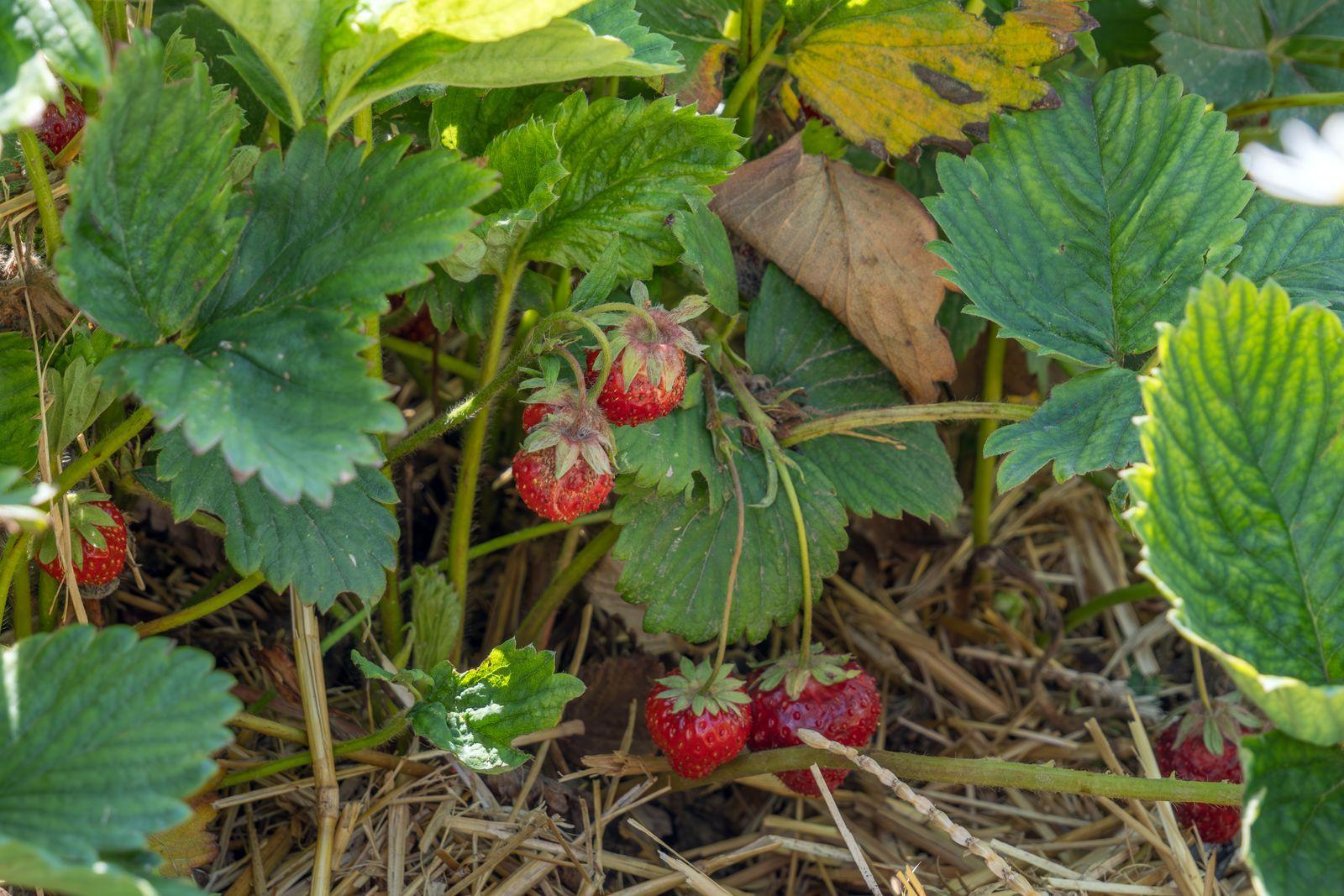 Strawberry plants with ripe fruit on a straw mulch