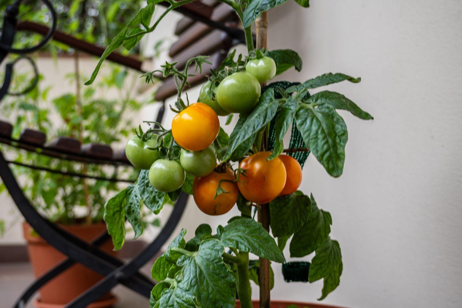 Cherry tomato plant in a terracotta pot on a balcony