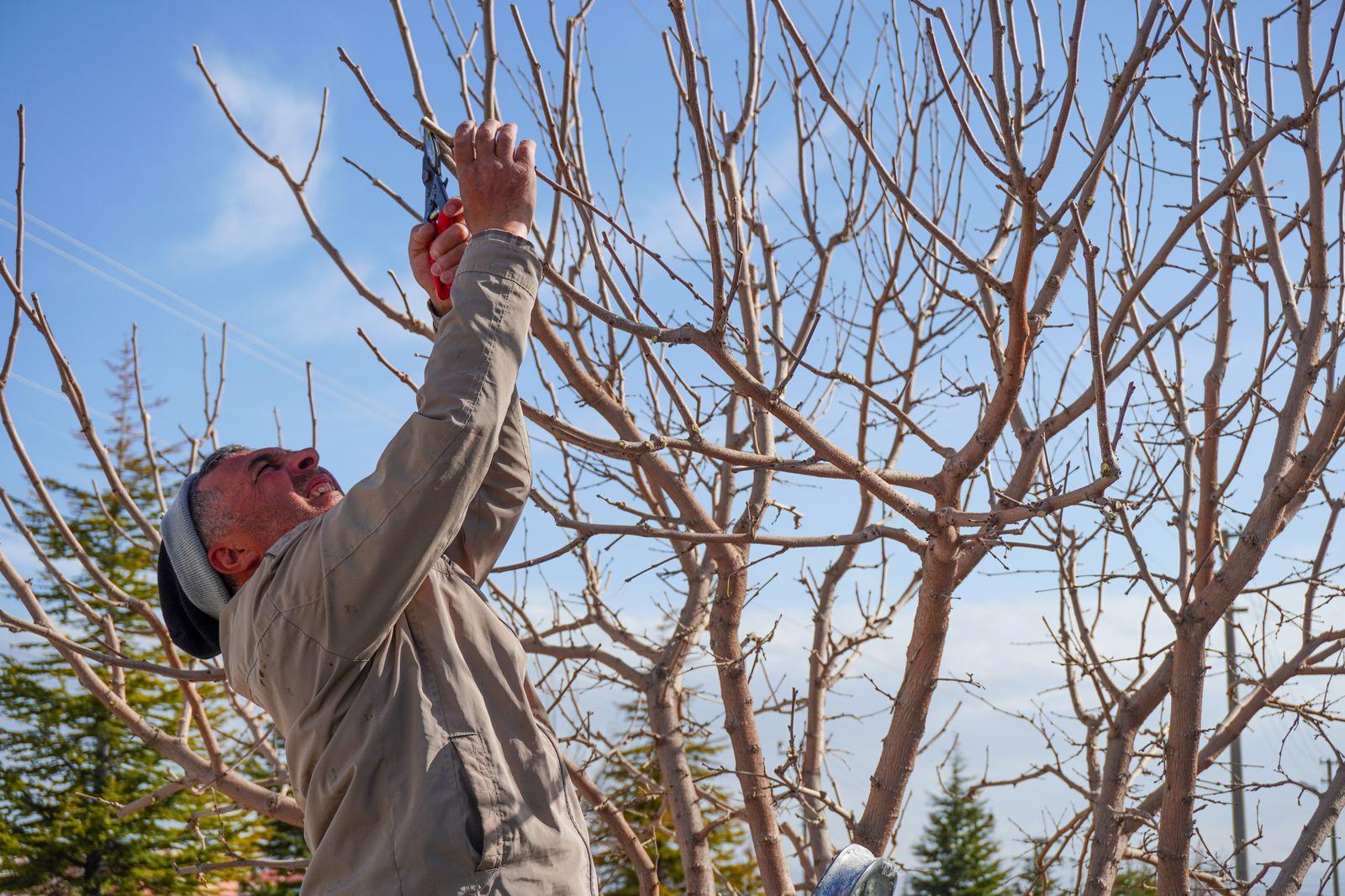 Man pruning a bare fruit tree against a blue winter sky