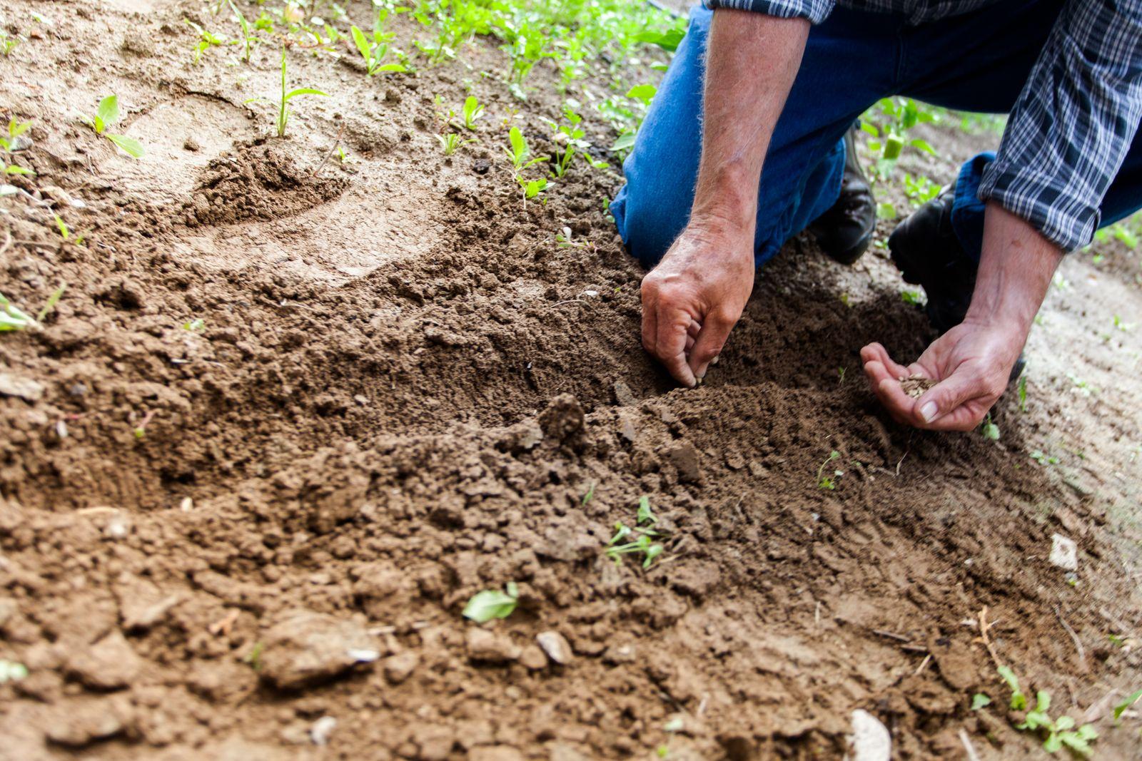Hands dropping seeds into a freshly worked furrow