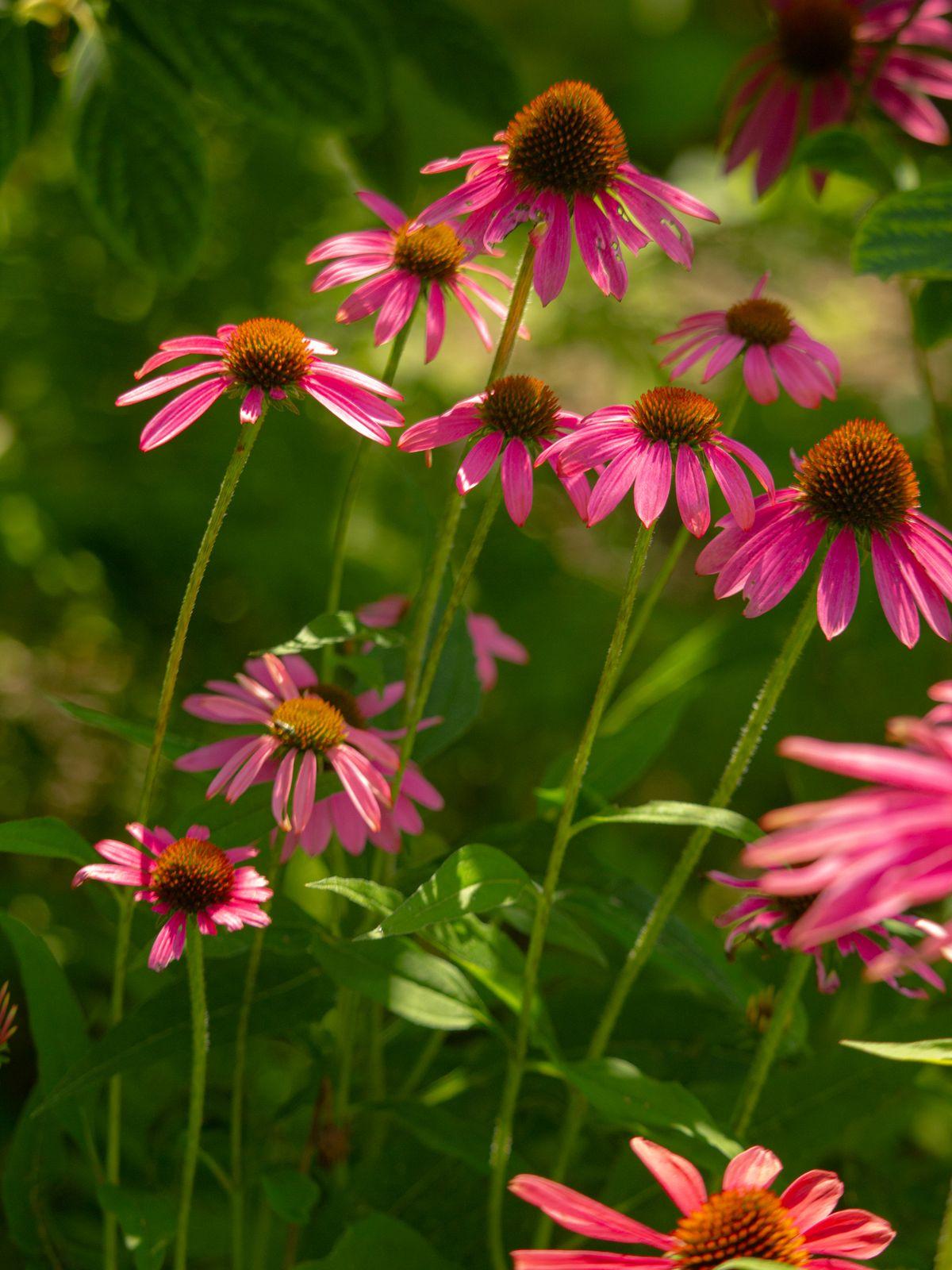Pink coneflowers in full bloom in a sunny border