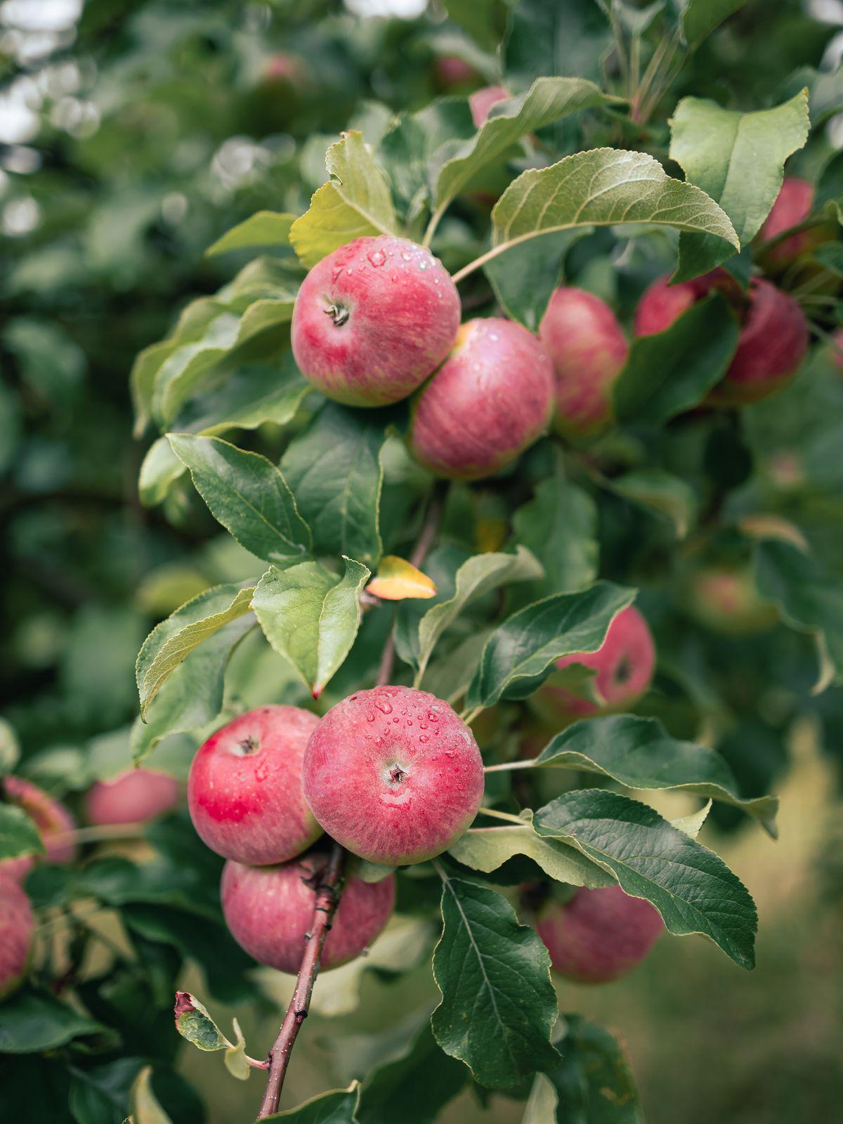 Apple branch heavy with pink apples among the leaves