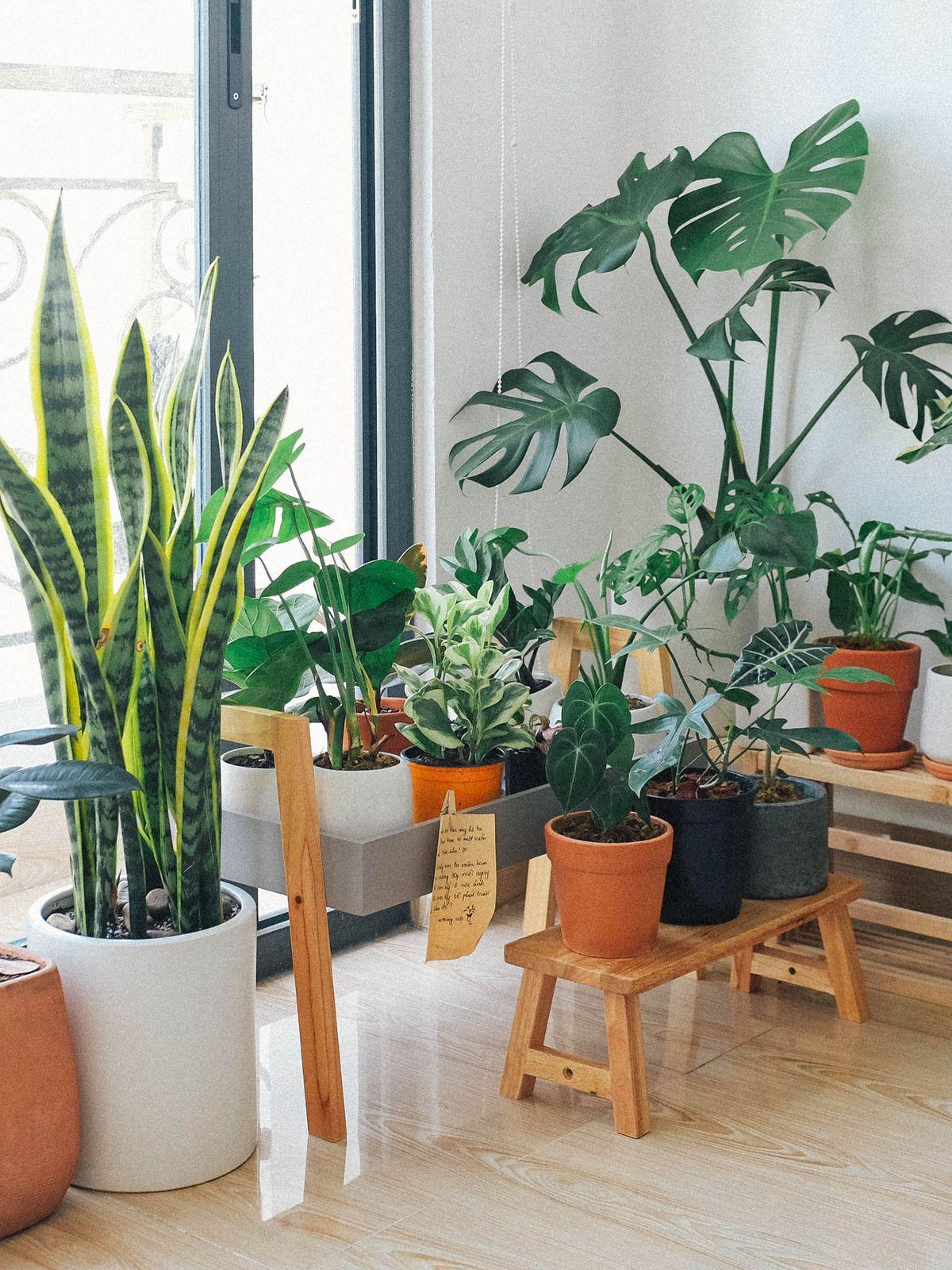 Snake plant, monstera and other houseplants in a bright room